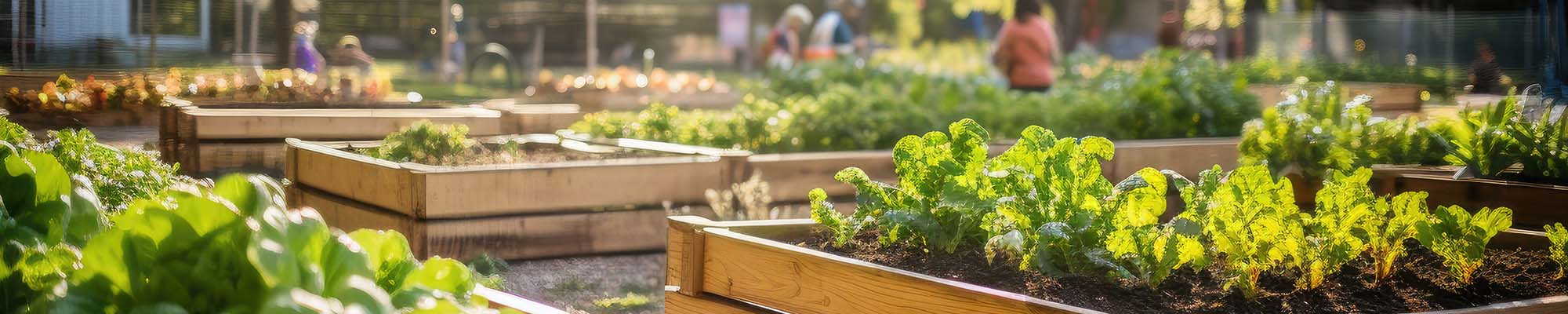 An allotment with raised beds